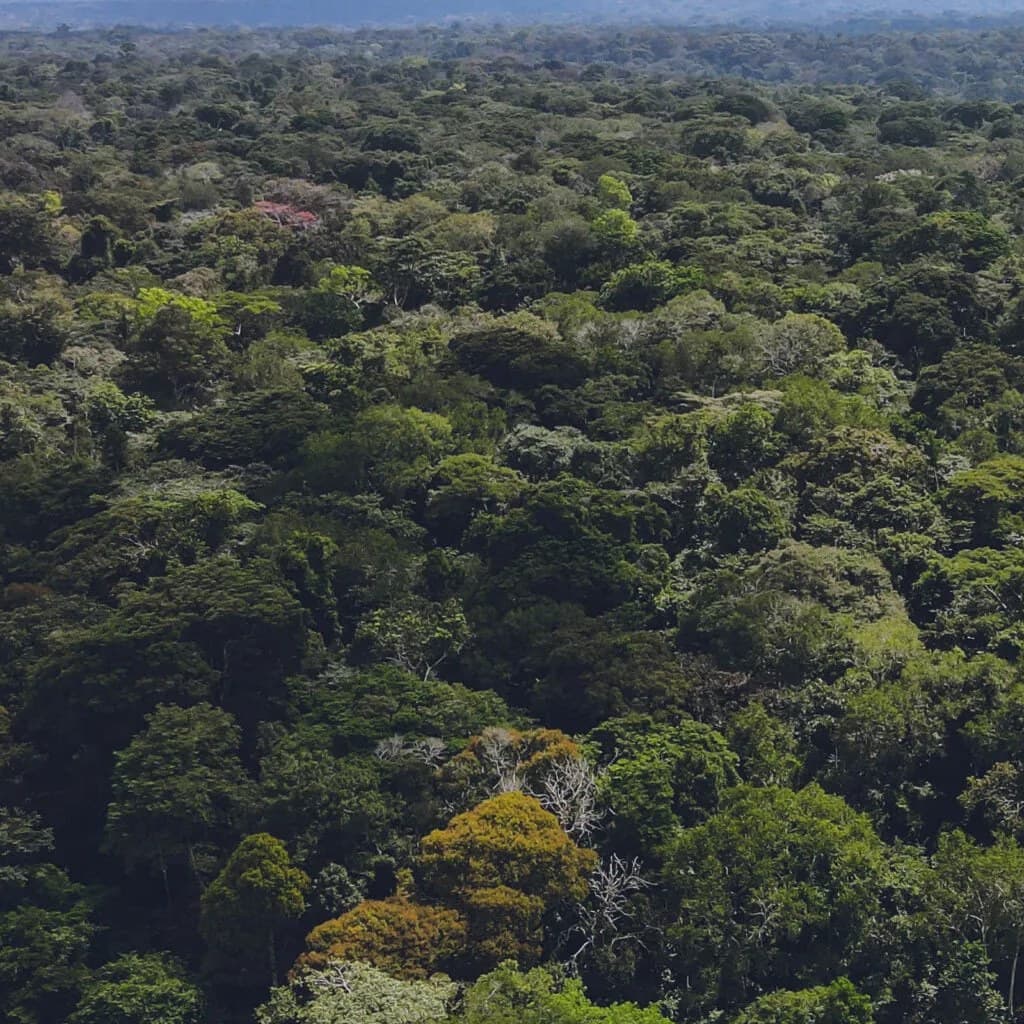 The dense green canopy of Bugoma Central Forest Reserve