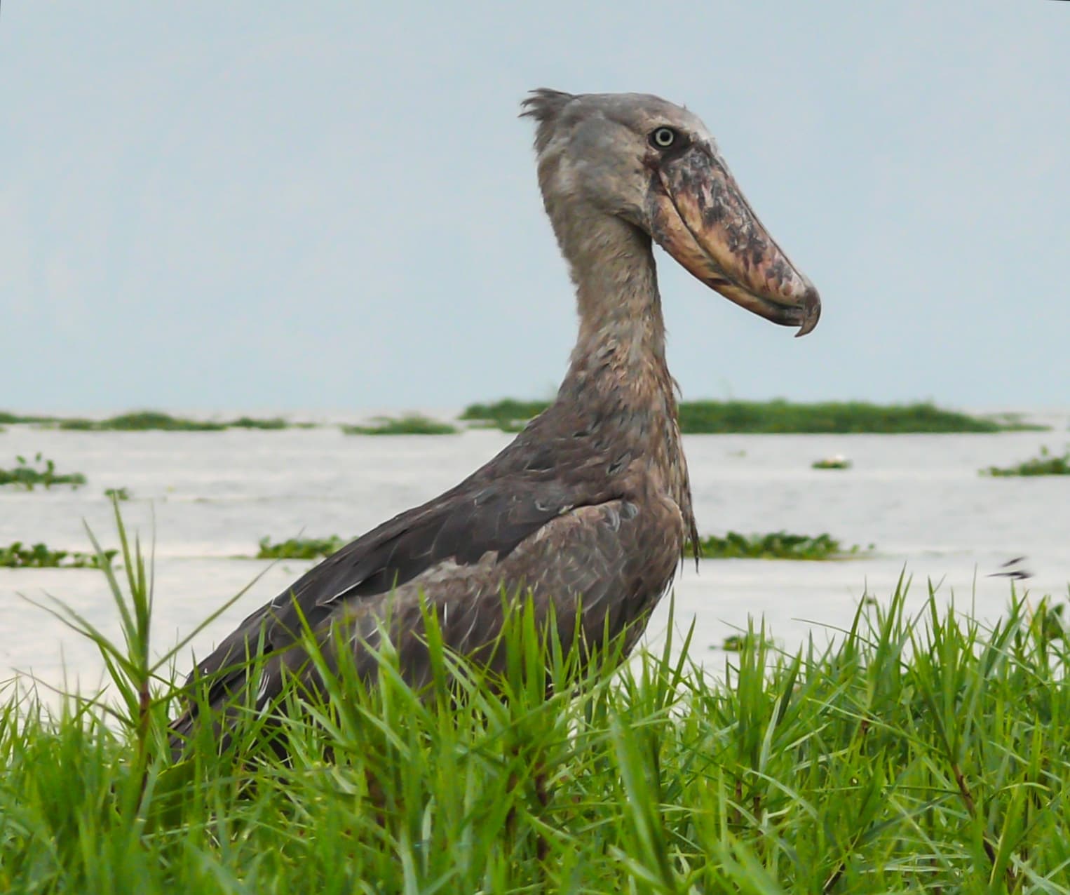 A shoebill standing in the shallows of Lake Albert